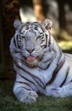Immagine profilo di tigre.biancaa